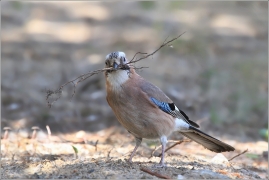 <p>SOJKA OBECNÁ (Garrulus glandarius) /Eurasian jay - Eichelhäher/</p>